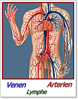 Ralph G. Hammer - Bildliche Darstellung der Arterien, Venen und Lymphgefäße im menschlichen Körper